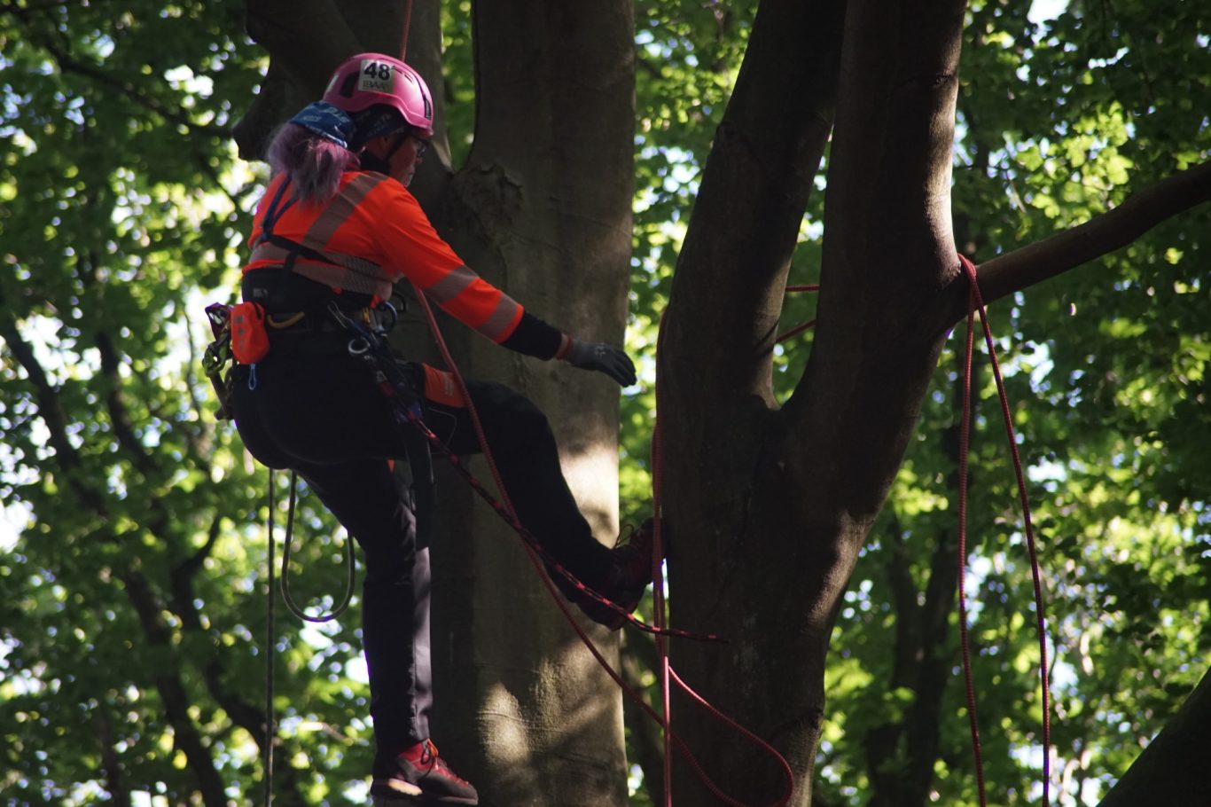 Sheffield Tree Fayre 2019